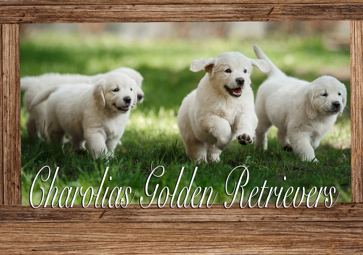 ABOUT PUPPY DEPOSITS